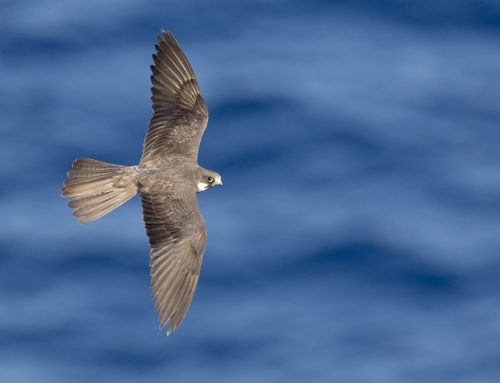 Presentación de la publicación “Migración y ecología espacial de las poblaciones españolas de halcón de Eleonora”